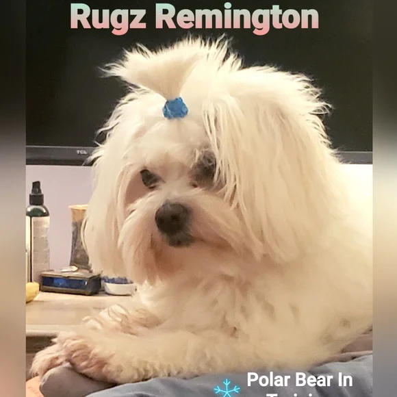 THIS BUS IS SOO FULL!⭐PLEASE LOAD THE NEXT 1 🌜SO FUN🌛 - Picture 8 of 10